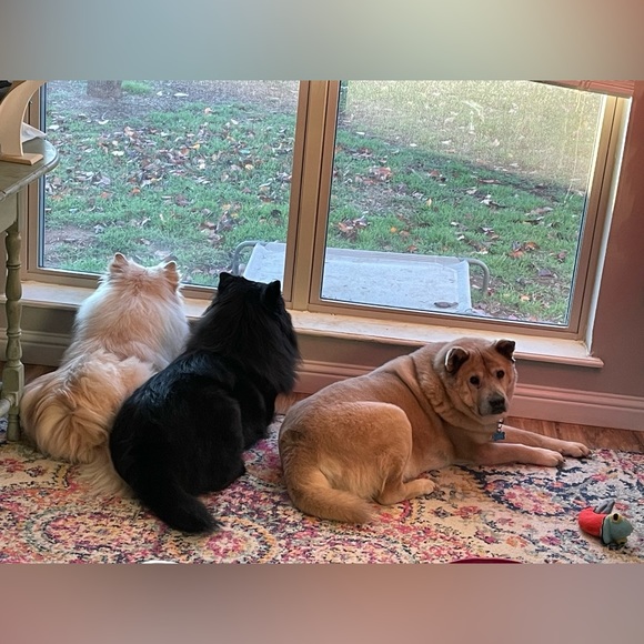 Meet your Posher, Emily - Picture 15 of 16